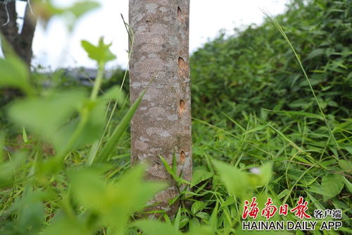 琼中 沉香飘香产业旺 乡村振兴有特色
