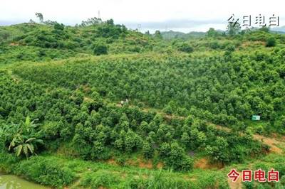 沙垌沉香墟:产业“筑基”、文化“铸魂”,振兴见实效得民心