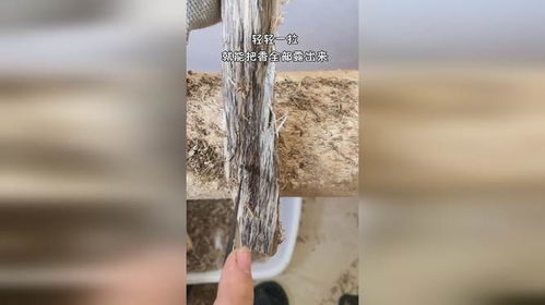 发霉的树心虫漏沉香香柸加工过程