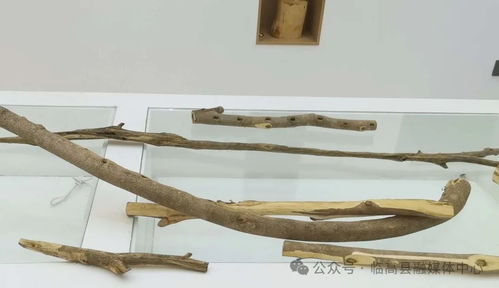 临高皇桐富雄村 生态 经济 发展沉香 打造现代农业产业园