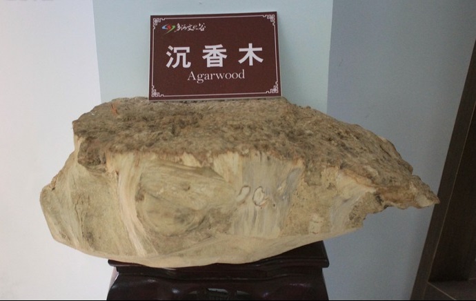 沉香到底是不是木头?