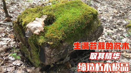 一坨生满青苔的金丝楠沉木,取其精华加工,成品自带沉香朽木极品
