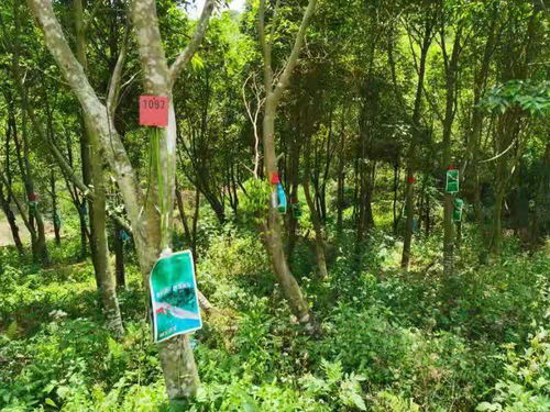 惠州培育壮大沉香产业,拟打造岭南 沉香之都